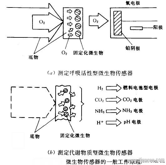 微生物传感器